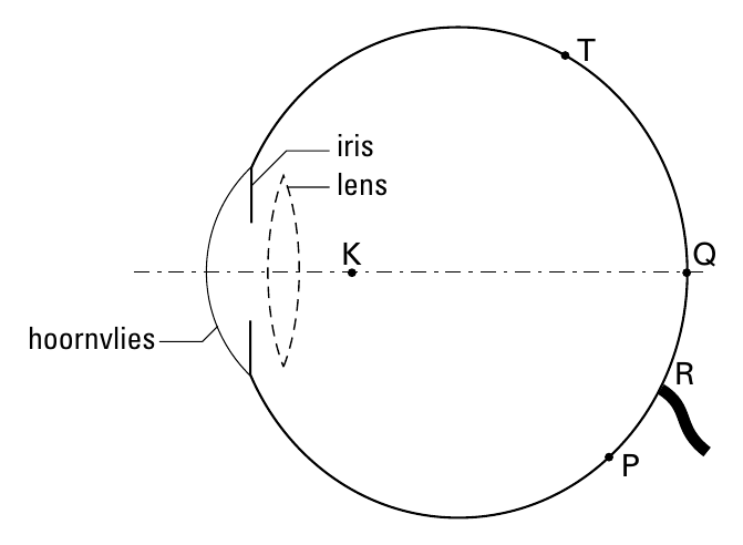 T iris lens K Q hoornvlies R P