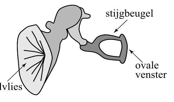 stijgbeugel ovale venster